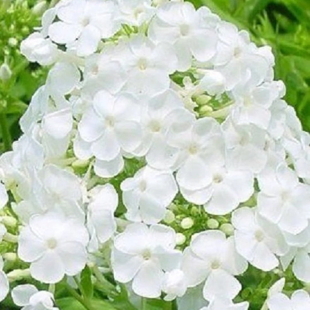 White Phlox  Seeds - Heirloom Flower Garden Seeds for Growing