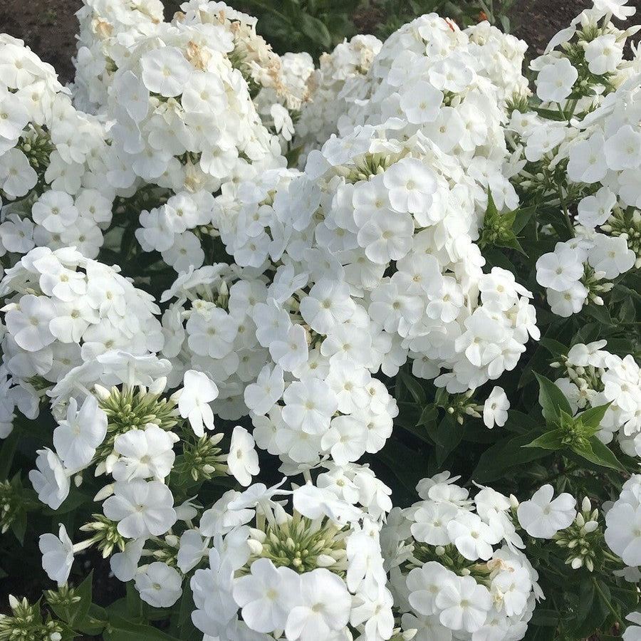 White Phlox  Seeds - Heirloom Flower Garden Seeds for Growing