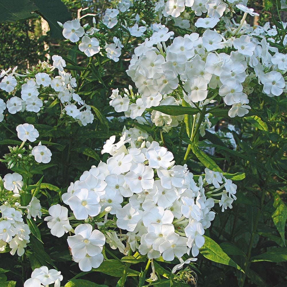 White Phlox  Seeds - Heirloom Flower Garden Seeds for Growing