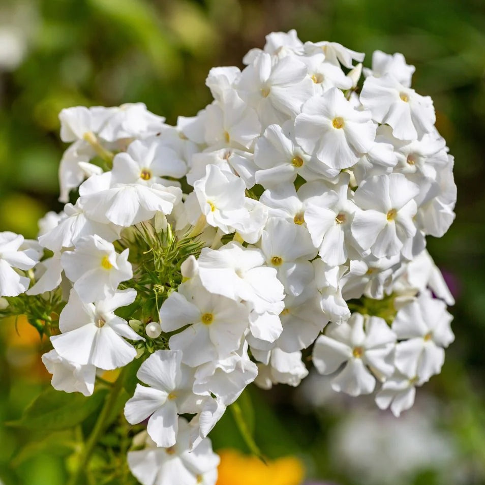 White Phlox  Seeds - Heirloom Flower Garden Seeds for Growing
