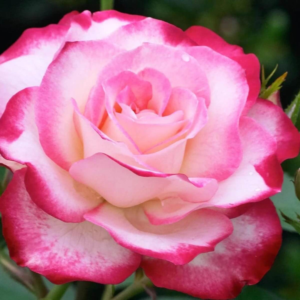 White & Pink Rose Mix Rosa spp. Seeds - Heirloom Flower Garden Seeds for Growing