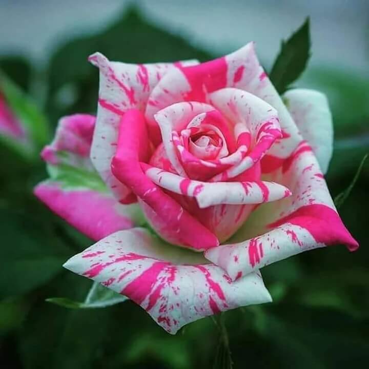 White & Pink Rose Mix Rosa spp. Seeds - Heirloom Flower Garden Seeds for Growing
