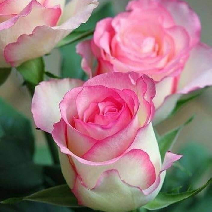 White & Pink Rose Mix Rosa spp. Seeds - Heirloom Flower Garden Seeds for Growing