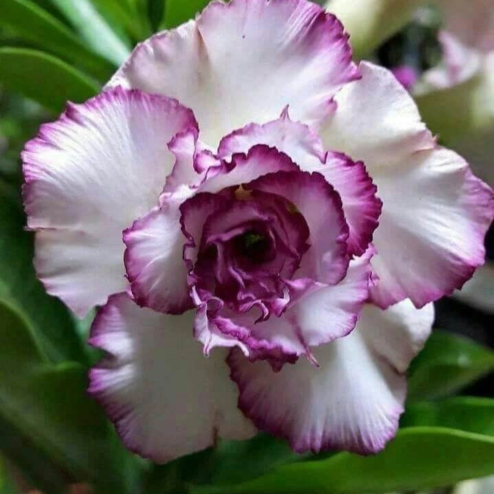 White Purple Adenium Seeds - Heirloom Flower Garden Seeds for Growing