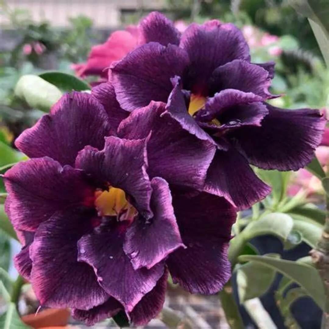 White Purple Adenium Seeds - Heirloom Flower Garden Seeds for Growing