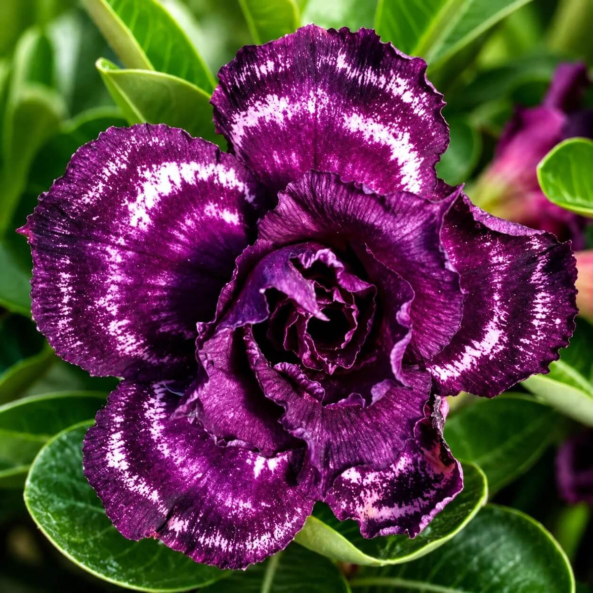 White Purple Adenium Seeds - Heirloom Flower Garden Seeds for Growing