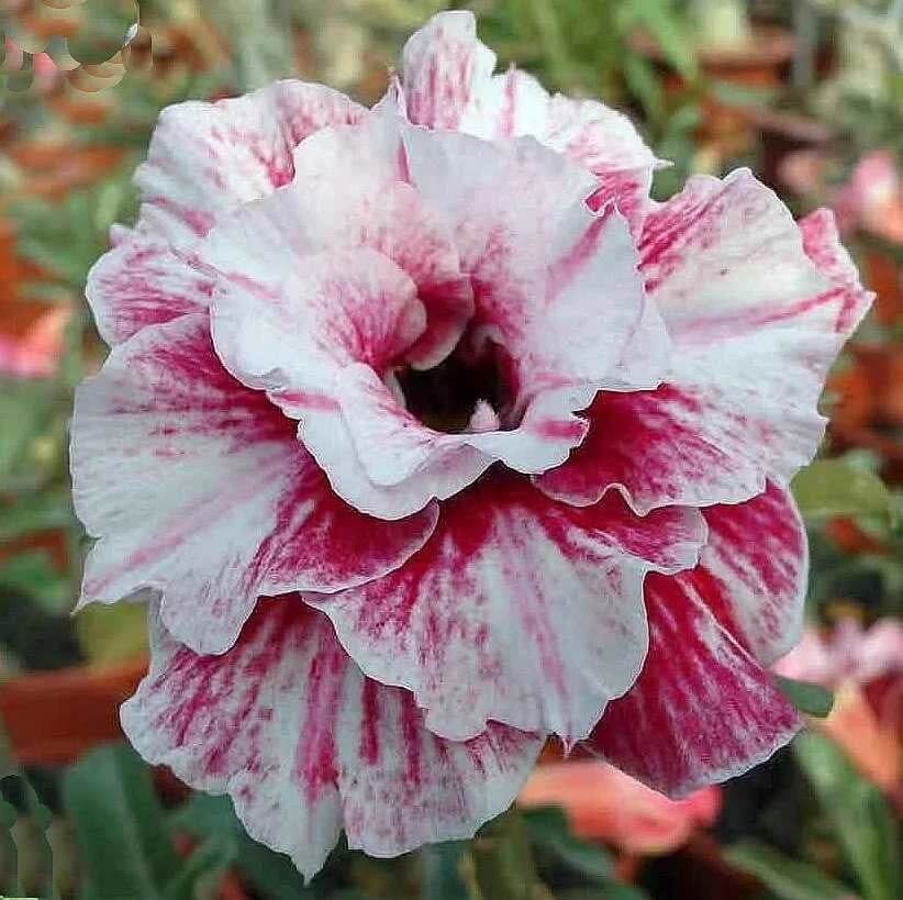 White Purple Adenium Seeds - Heirloom Flower Garden Seeds for Growing