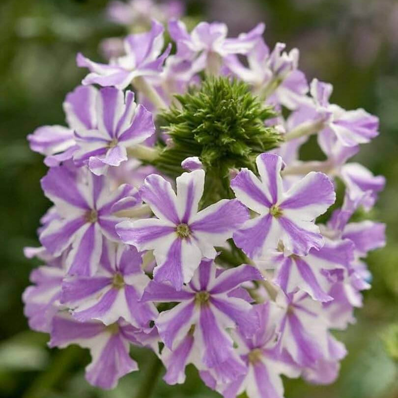 White Purple Verbena Seeds - Heirloom Flower Garden Seeds for Growing