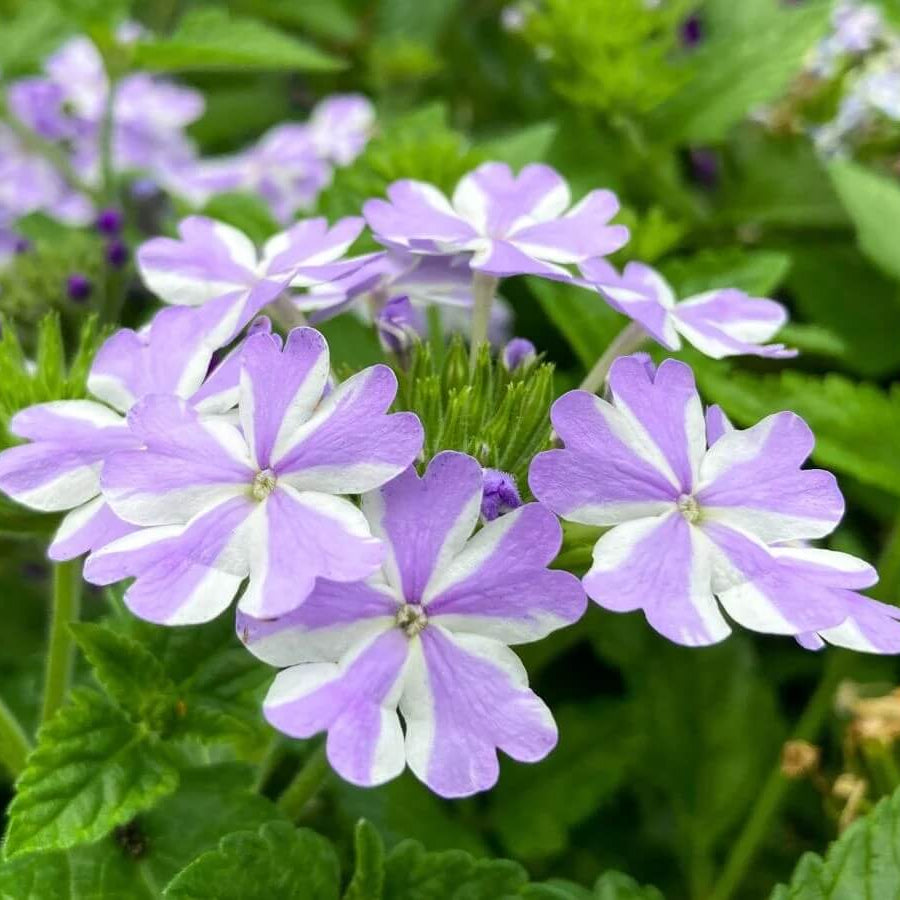 White Purple Verbena Seeds - Heirloom Flower Garden Seeds for Growing
