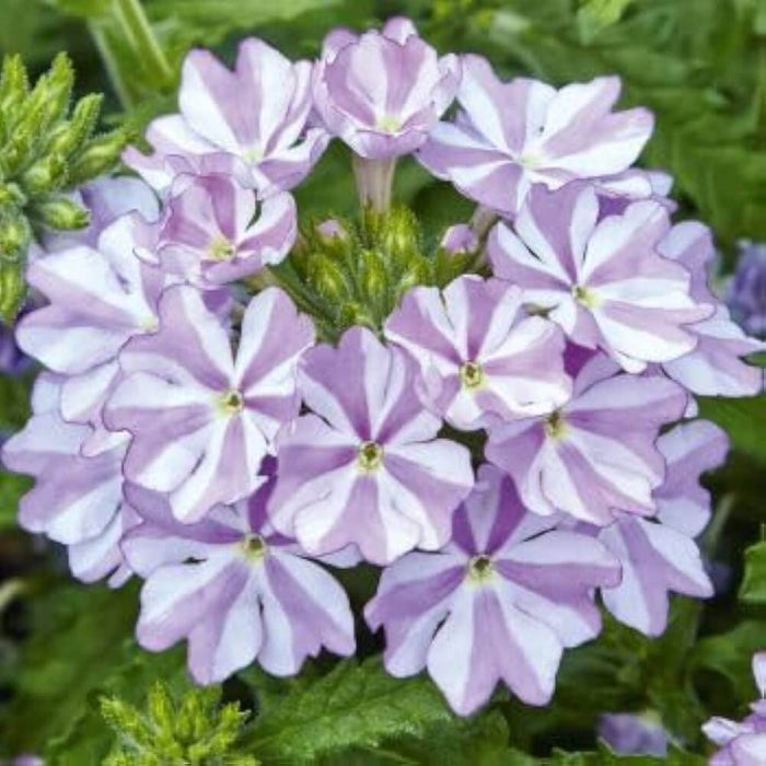White Purple Verbena Seeds - Heirloom Flower Garden Seeds for Growing