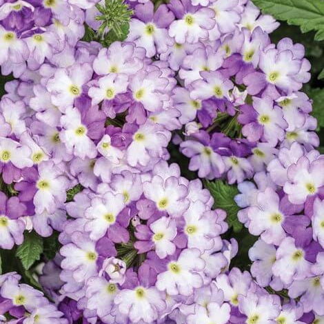 White Purple Verbena Seeds - Heirloom Flower Garden Seeds for Growing