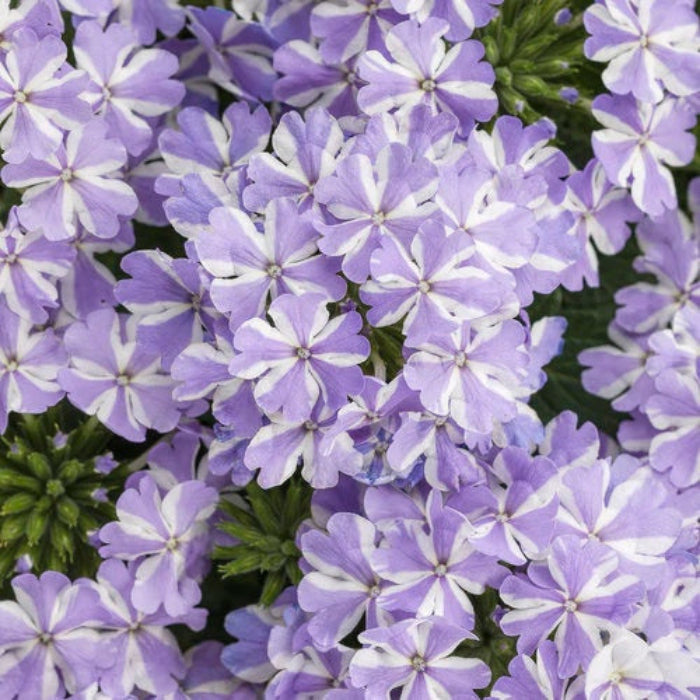 White Purple Verbena Seeds - Heirloom Flower Garden Seeds for Growing