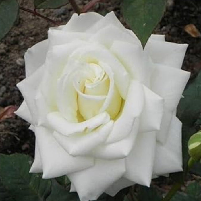 White Rose Rosa  Seeds - Heirloom Flower Garden Seeds for Growing