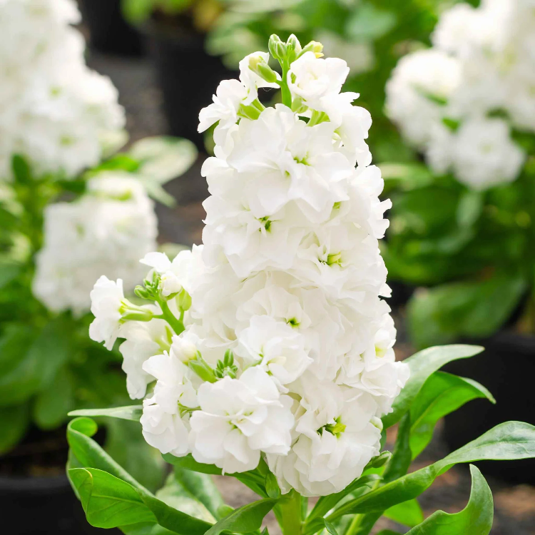 White Stock Seeds - Heirloom Flower Garden Seeds for Growing
