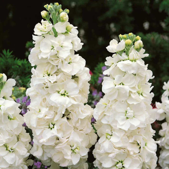 White Stock Seeds - Heirloom Flower Garden Seeds for Growing