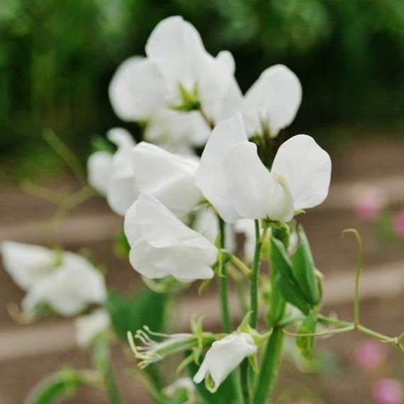 White Sweet Pea Seeds - Heirloom Flower Garden Seeds for Growing