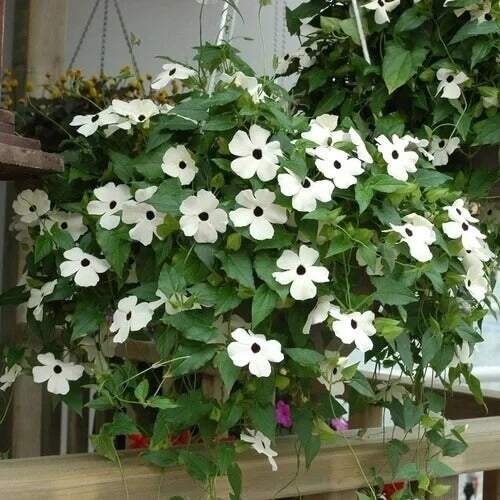 White Thunbergia Seeds