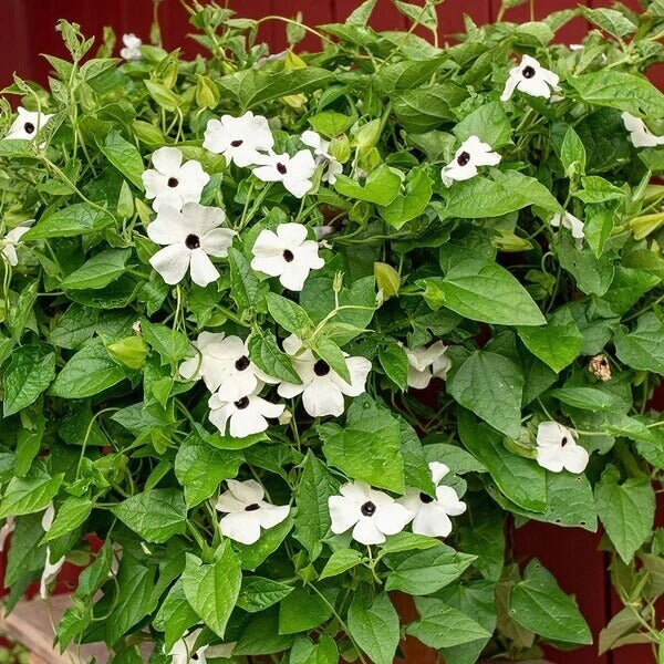 White Thunbergia Seeds
