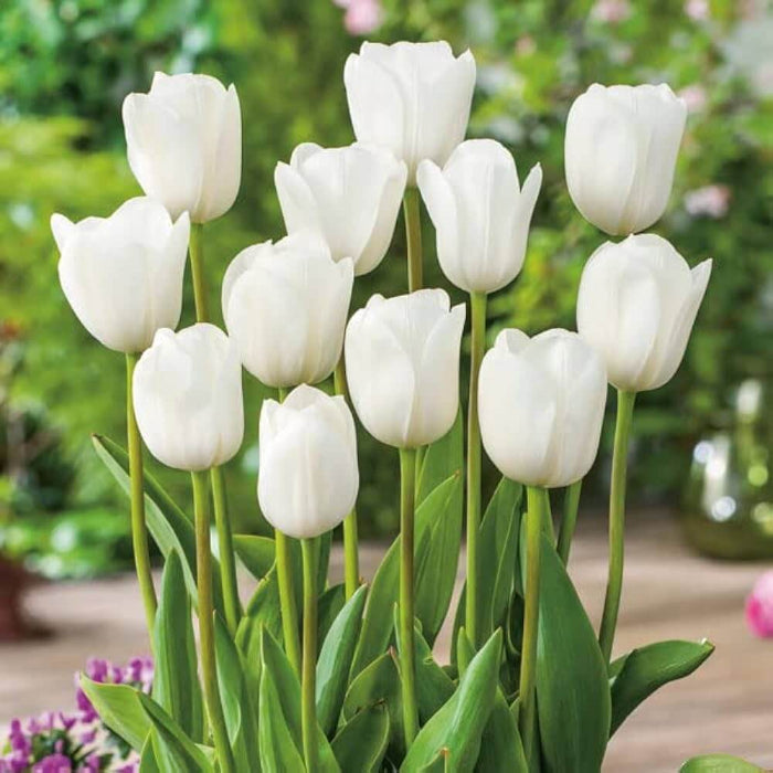 White Tulip Seeds - Heirloom Flower Garden Seeds for Growing