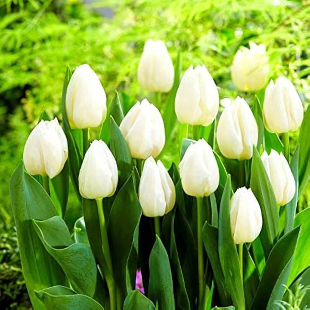 White Tulip Seeds - Heirloom Flower Garden Seeds for Growing