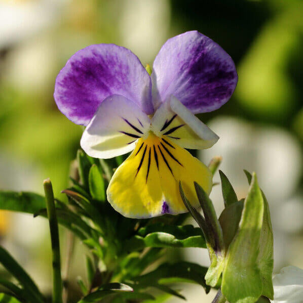 White Violet Pansy Seeds - Heirloom Flower Garden Seeds for Growing