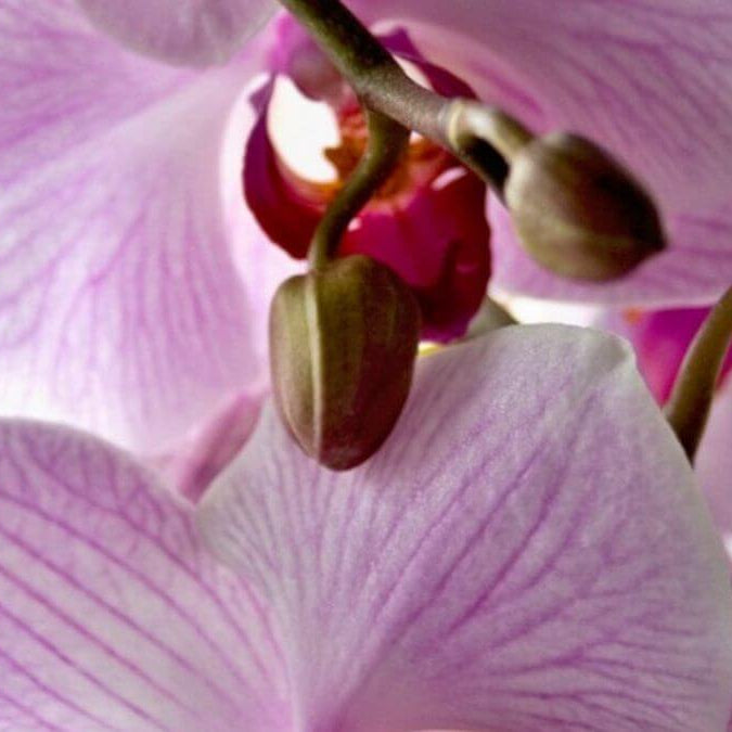 White Violet Phalaenopsis Orchid Seeds -  Heirloom Flower Garden Seeds for Growing