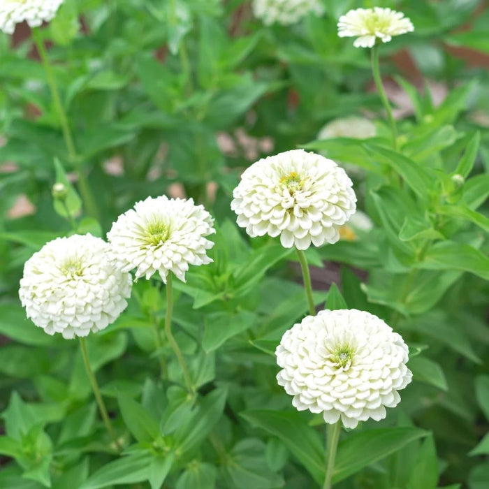 White Zinnia Seeds - Heirloom Flower Garden Seeds for Growing