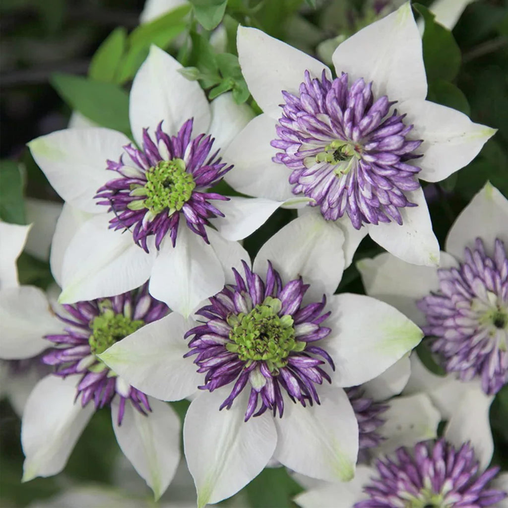 White and Purple Clematis Seeds - Heirloom Flower Garden Seeds for Growing