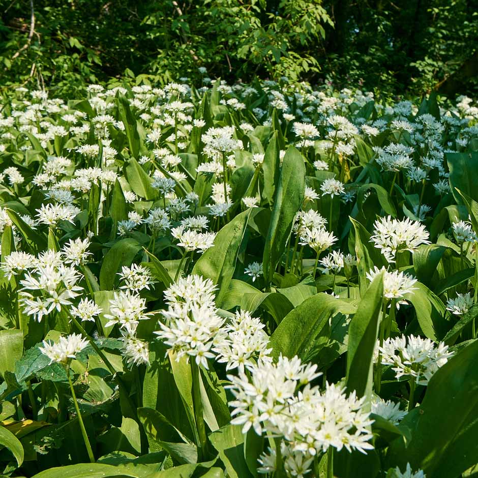 Wild Garlic Allium Ursinum Seeds - Heirloom Flower Garden Seeds for Growing
