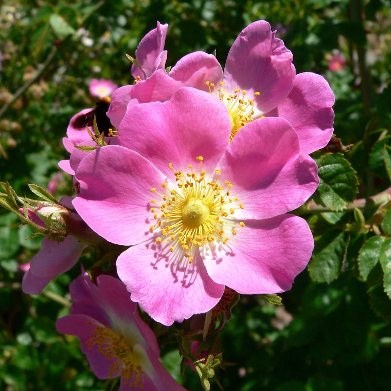 Wild Rose Rosa Laxa Flower Seeds - Heirloom Flower Garden Seeds for Growing