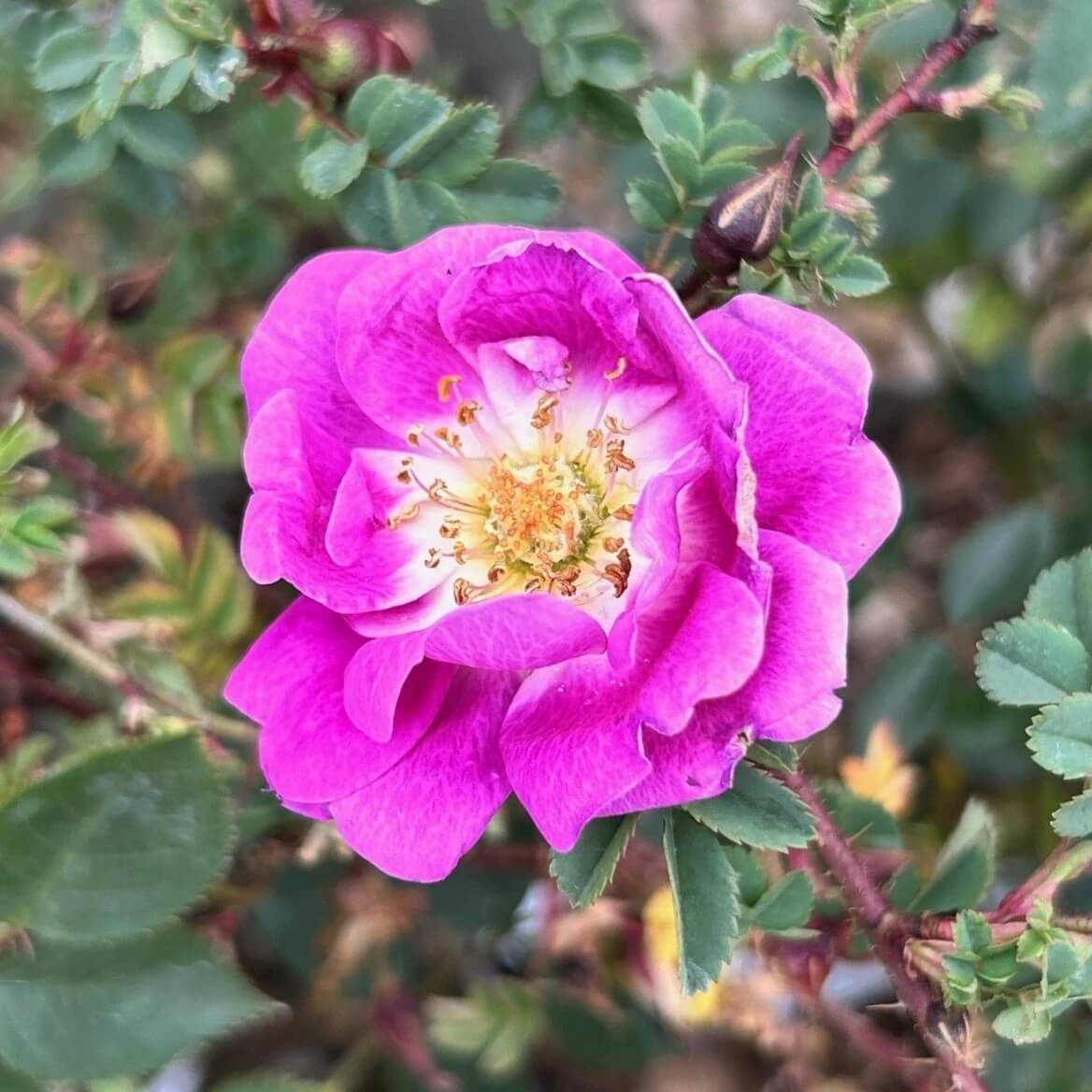 Wild Rose Rosa Laxa Flower Seeds - Heirloom Flower Garden Seeds for Growing