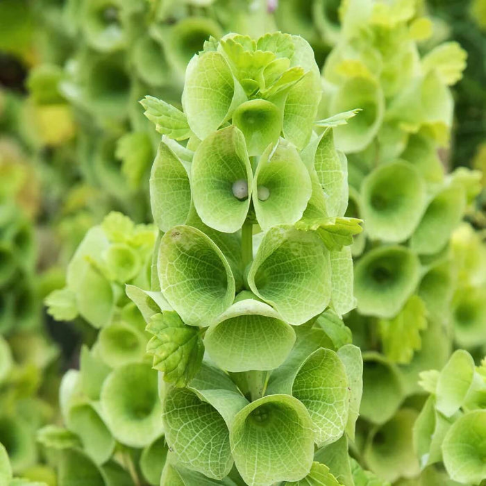 Wildflower Bells of Ireland Seeds - Heirloom Flower Garden Seeds for Growing