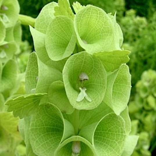 Wildflower Bells of Ireland Seeds - Heirloom Flower Garden Seeds for Growing