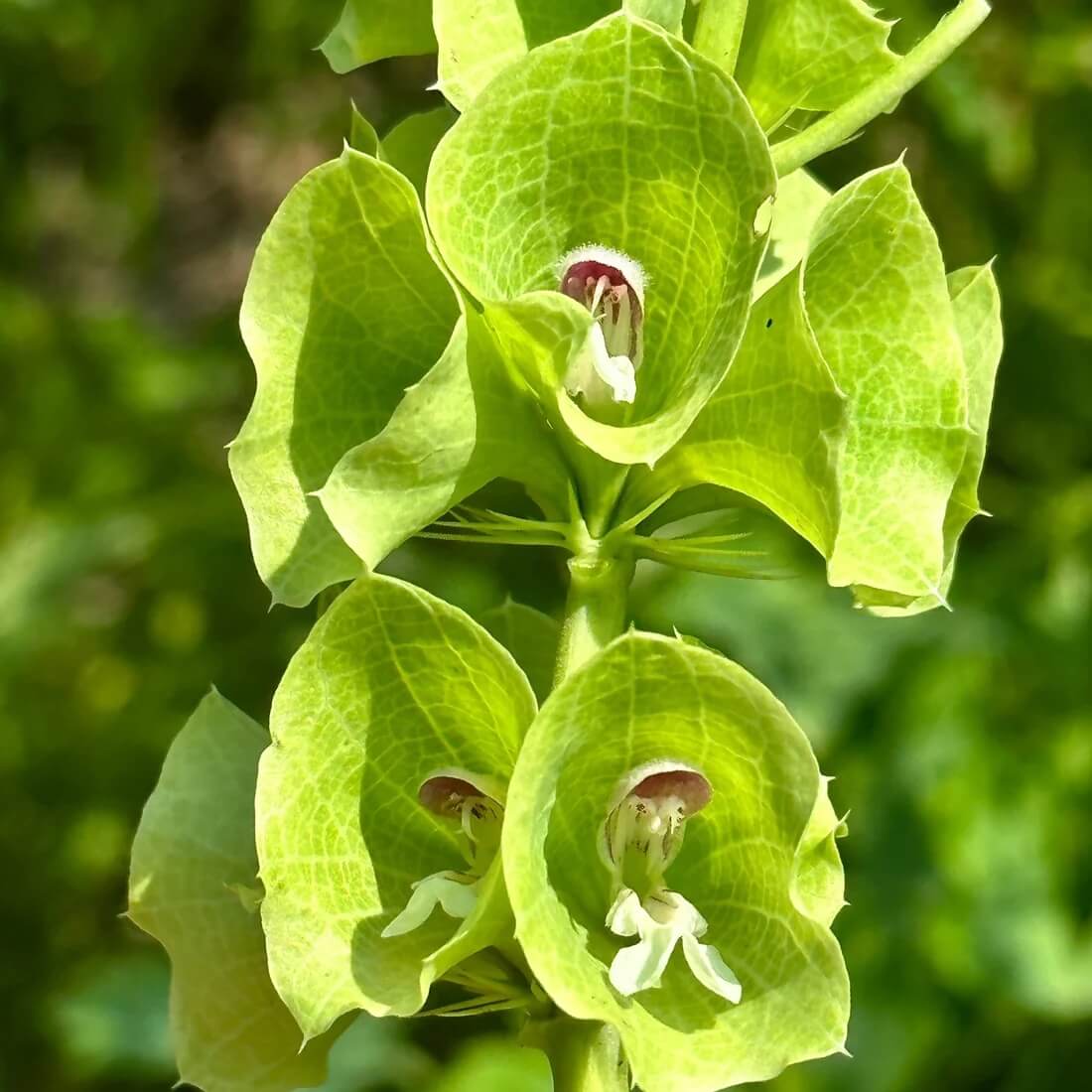 Wildflower Bells of Ireland Seeds - Heirloom Flower Garden Seeds for Growing