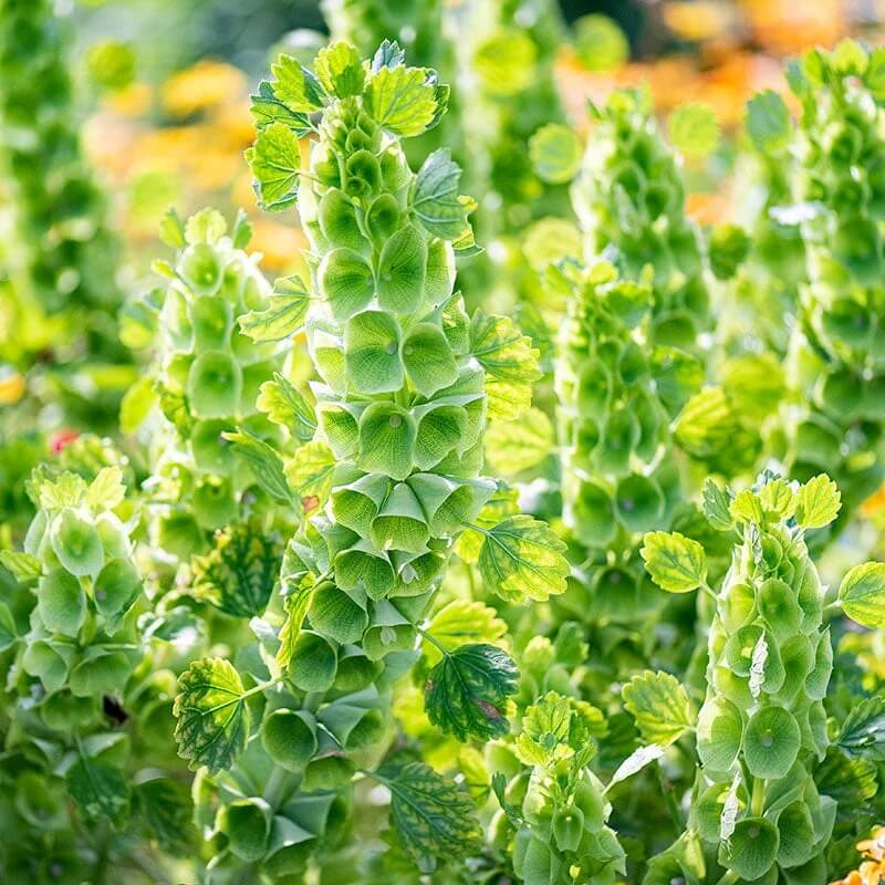 Wildflower Bells of Ireland Seeds - Heirloom Flower Garden Seeds for Growing