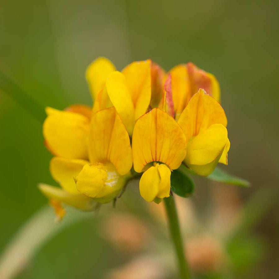 Wildflower Bird's Foot Trefoil Seeds - Heirloom Flower Garden Seeds for Growing
