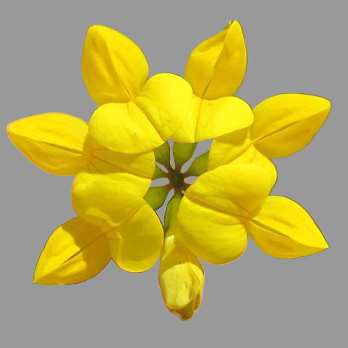 Wildflower Bird's Foot Trefoil Seeds - Heirloom Flower Garden Seeds for Growing