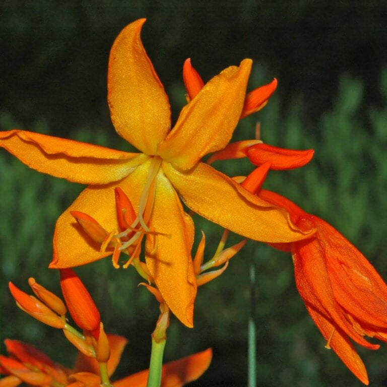 Wildflower Crocosmia Seeds - Heirloom Flower Garden Seeds for Growing