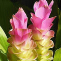 Wildflower Curcuma Seeds  - Heirloom Flower Garden Seeds for Growing