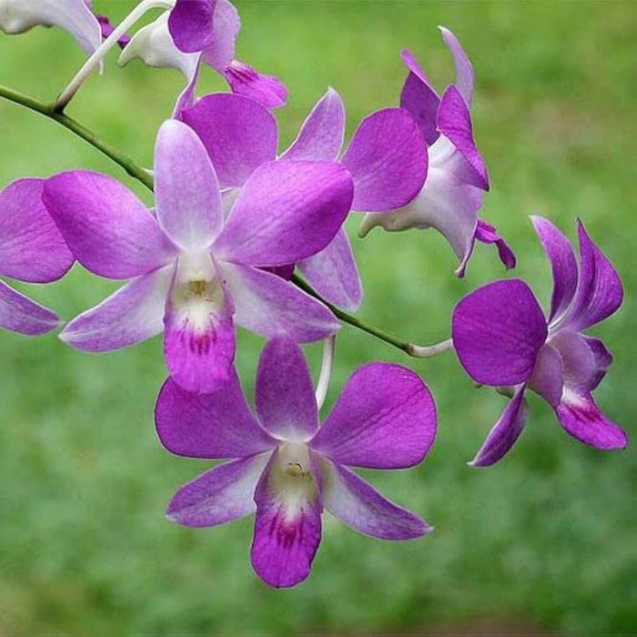 Wildflower Dendrobium Seeds - Heirloom Flower Garden Seeds for Growing