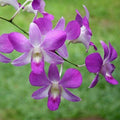 Wildflower Dendrobium Seeds - Heirloom Flower Garden Seeds for Growing