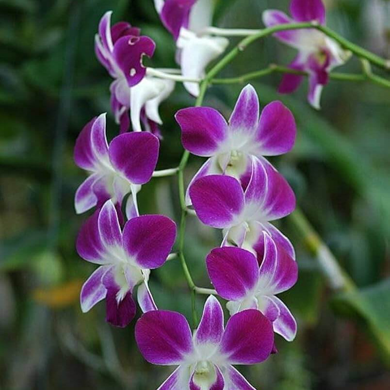 Wildflower Dendrobium Seeds - Heirloom Flower Garden Seeds for Growing