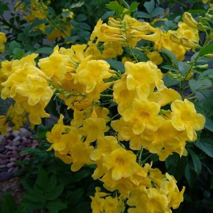 Wildflower Esperanza Flower Seeds - Heirloom Flower Garden Seeds for Growing