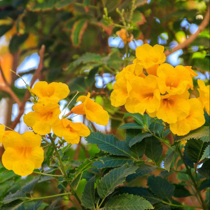 Wildflower Esperanza Flower Seeds - Heirloom Flower Garden Seeds for Growing