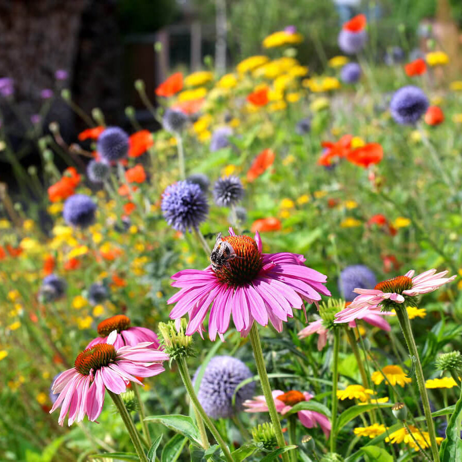 Wildflower Flag Seeds - Heirloom Flower Garden Seeds for Growing