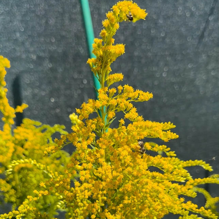 Wildflower Goldenrod Seeds - Heirloom Flower Garden Seeds for Growing