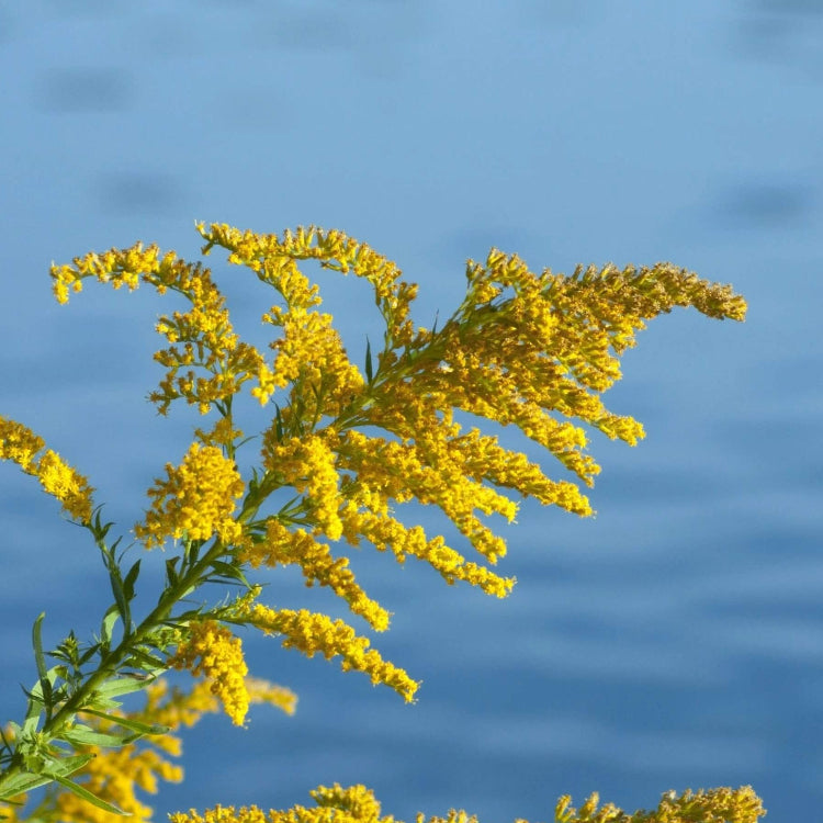 Wildflower Goldenrod Seeds - Heirloom Flower Garden Seeds for Growing