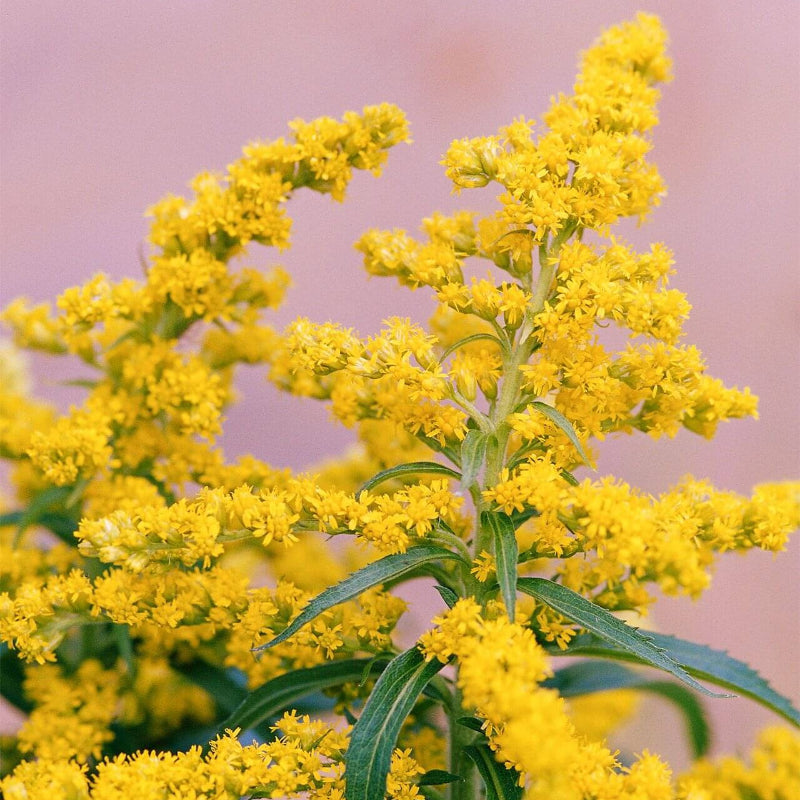 Wildflower Goldenrod Seeds - Heirloom Flower Garden Seeds for Growing