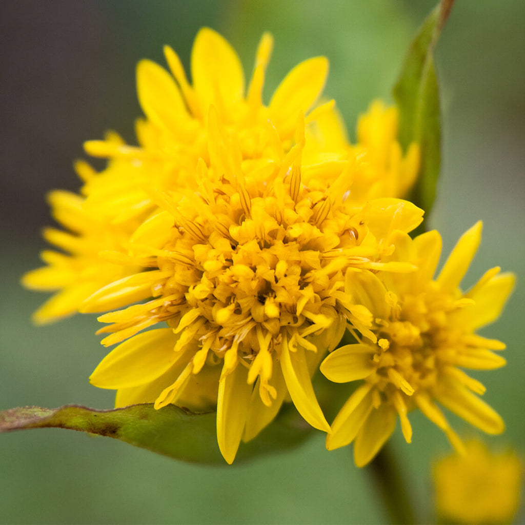 Wildflower Goldenrod Seeds - Heirloom Flower Garden Seeds for Growing