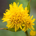 Wildflower Goldenrod Seeds - Heirloom Flower Garden Seeds for Growing